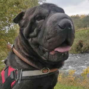 Therapiehund Emma 2021