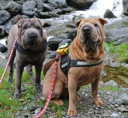 Unsere Therapiebegleithunde im Urlaub