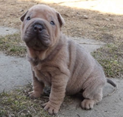 Frieda ganz klein Frieda ganz klein