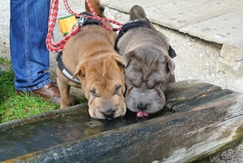 Wir haben Durst Wir haben Durst