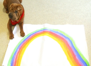 Therapiehündin Frieda Therapiehündin Frieda