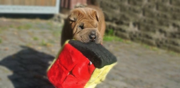 Frieda räumt auf
