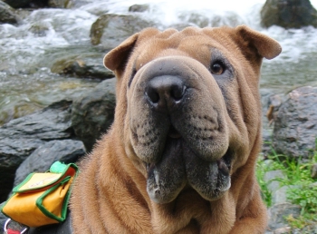 Unsere Frieda