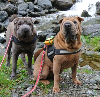 Unsere Therapiebegleithunde im Urlaub