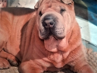 Unsere Frieda