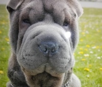 Unsere Dinah