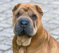 Unsere Daya