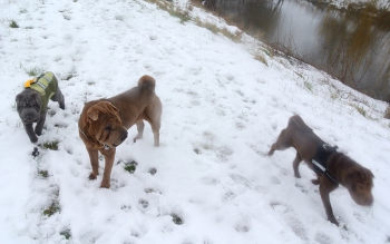 Winterspaziergang