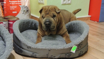 Osteraktion2017_Tierheim Sangerhausen Osteraktion2017_Tierheim Sangerhausen