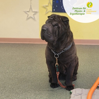 Emma in der Kita – tiergestützte Therapie